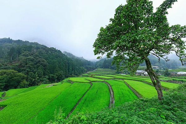 竹地区の棚田