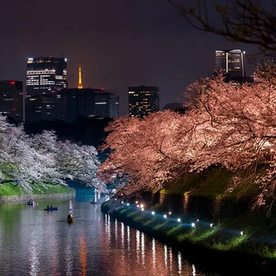 千鳥ヶ淵緑道の夜桜ライトアップ
