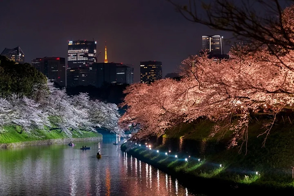 千鳥ヶ淵緑道の夜桜ライトアップ