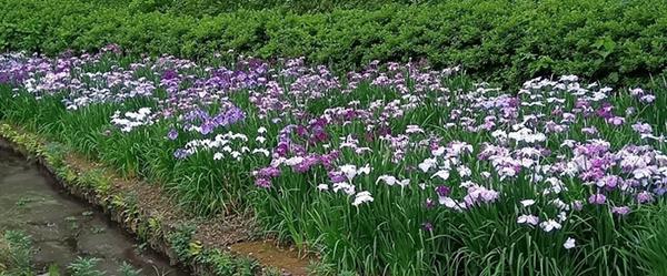 清澄庭園