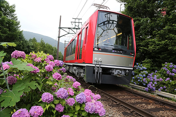 箱根登山電車「あじさい電車」