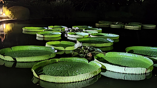 神代植物公園