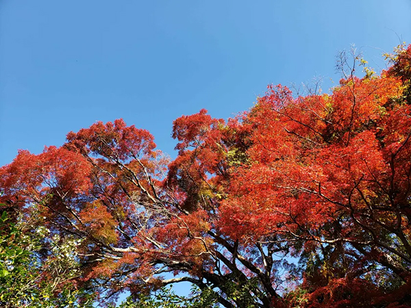 霊鑑寺
