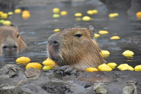 伊豆シャボテン動物公園