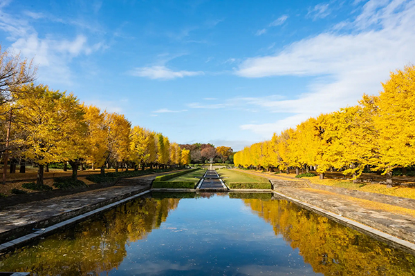 国営昭和記念公園