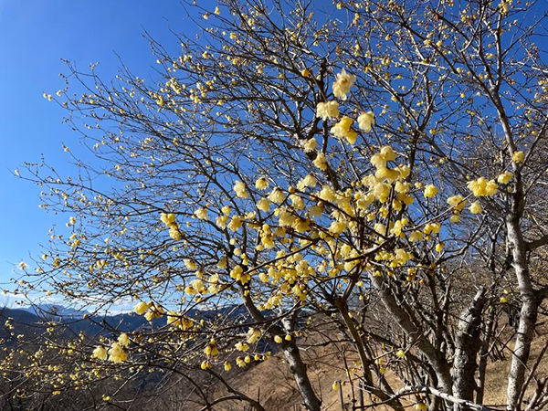 長瀞宝登山臘梅園