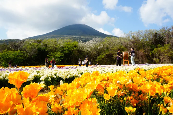 フリージアと八丈富士