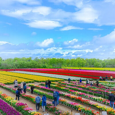胎内市チューリップフェスティバル