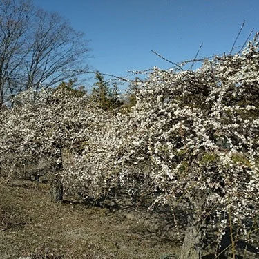 いなざわ梅まつり