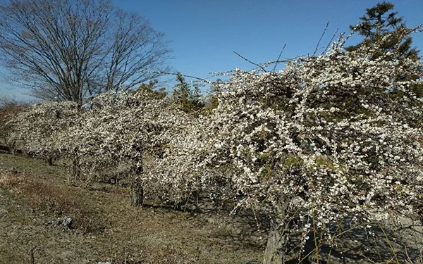 いなざわ梅まつり