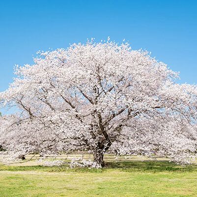 国営昭和記念公園