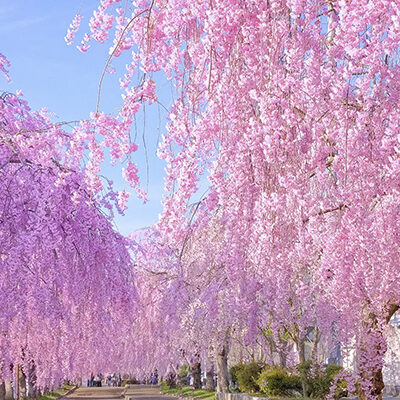 日中線しだれ桜並木