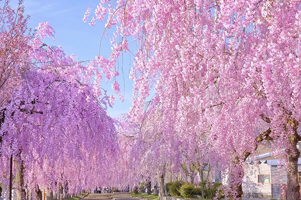 日中線しだれ桜並木
